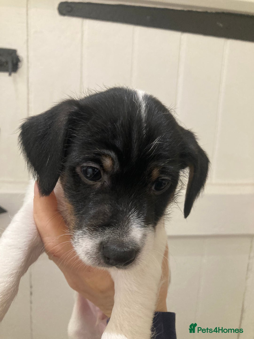 Jack Russell dogs for sale: Jack Russel pups. Two left one girl one boy - Advert 11