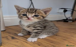 Domestic Shorthair cats for sale: 7 kittens are looking for new home - Image 7