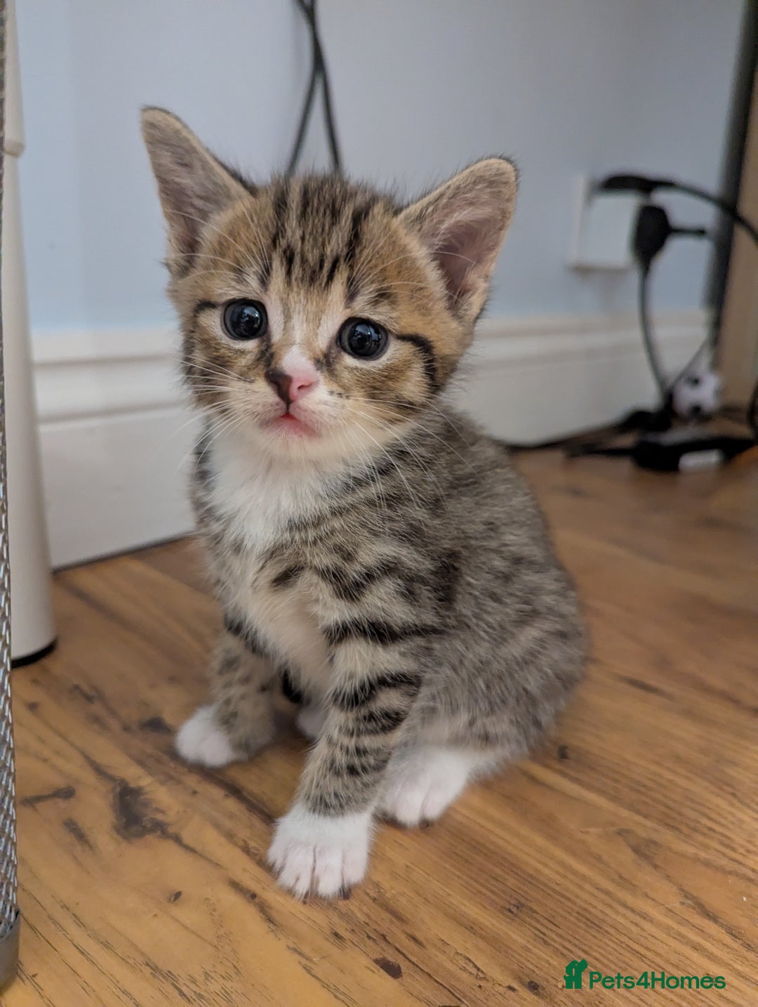 Domestic Shorthair cats for sale: 7 kittens are looking for new home - Image 7
