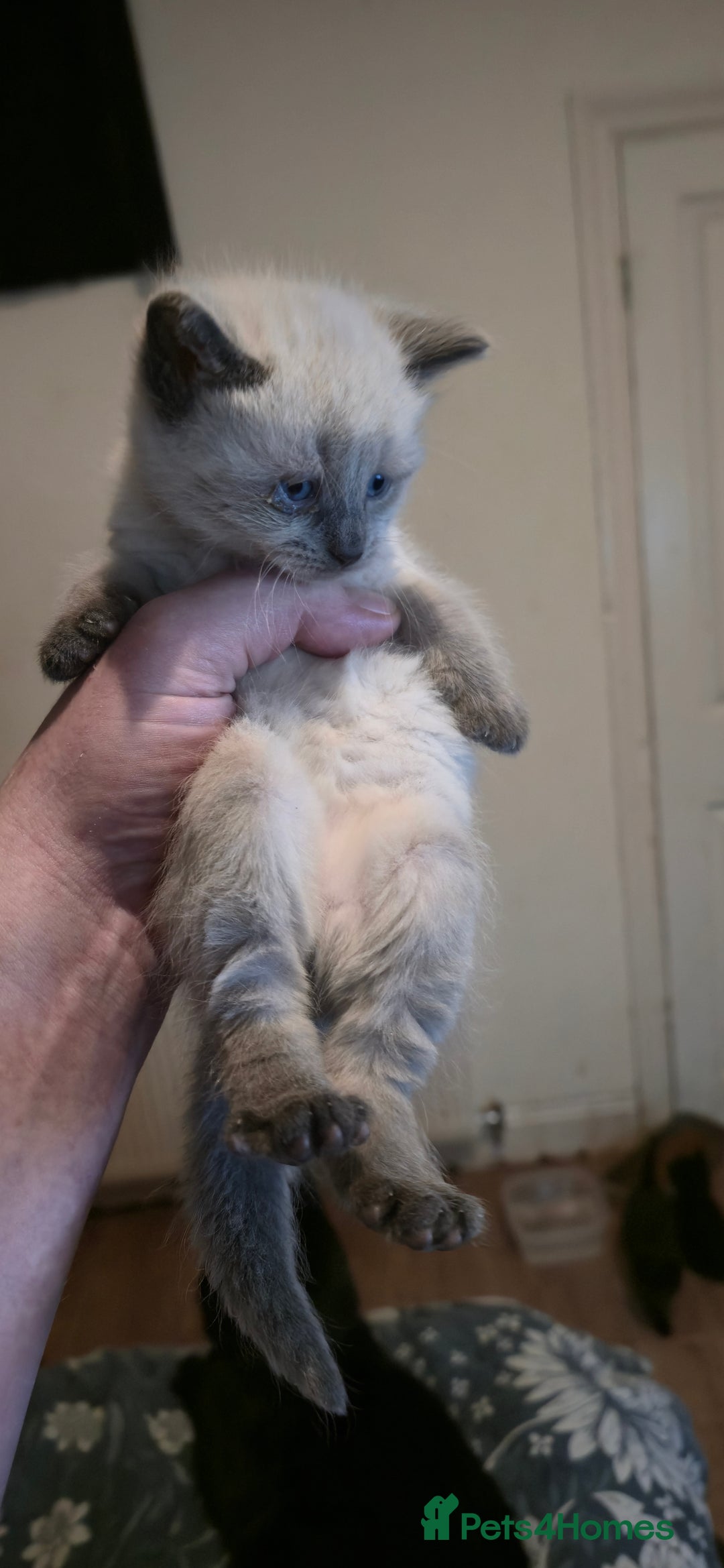 Mixed Breed cats for sale: 11 beautifull kittens ready for 14/01/2026 - Advert 4