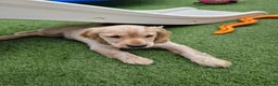 Cockapoo dogs for sale: COCKER SPANIEL 3 boys left. - Advert 7