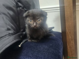 Mixed Breed cats Mixed short hair £30 - Advert 3