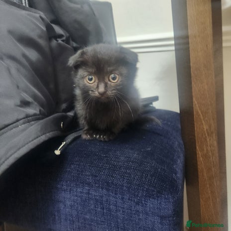 Mixed Breed cats Mixed short hair £30 - Advert 1