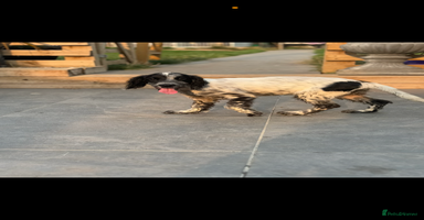 Cocker Spaniel dogs - Advert 8