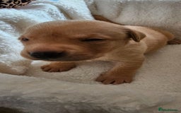 Labrador Retriever dogs for sale: 8 beautiful labrador puppies  - Image 11