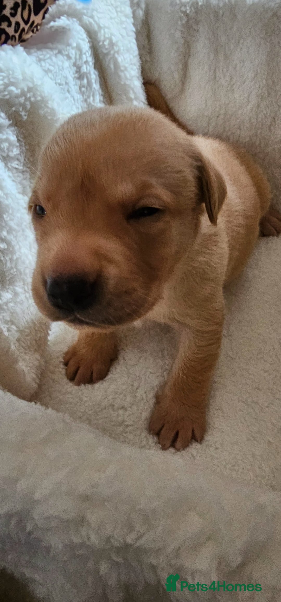 Labrador Retriever dogs for sale: 8 beautiful labrador puppies  - Image 11