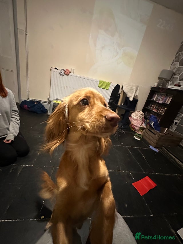 Cockapoo for sale (sandy) for sale in Borth | Pets4Homes