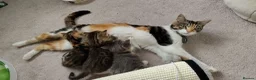 Mixed Breed cats for sale: Kittens looking for loving homes - Advert 4
