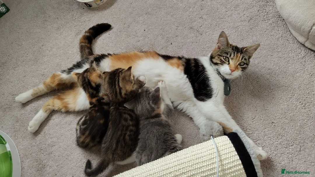 Mixed Breed cats for sale: Kittens looking for loving homes - Advert 4