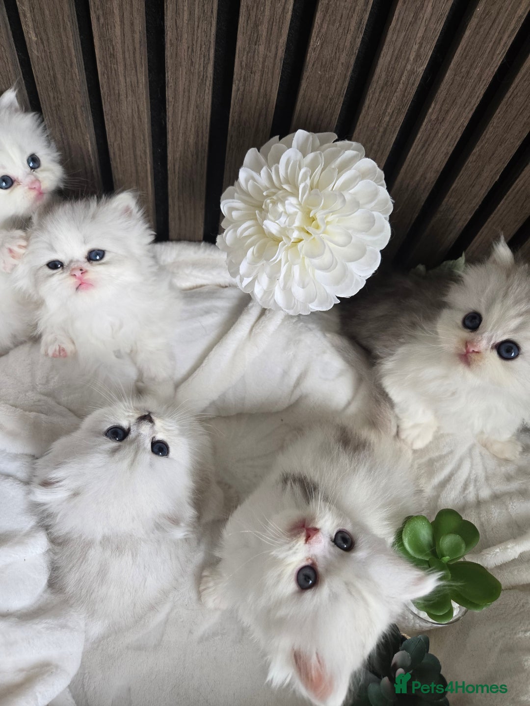 Persian cats for sale: 😻 Persian chinchilla kittens 😻 - Image 11