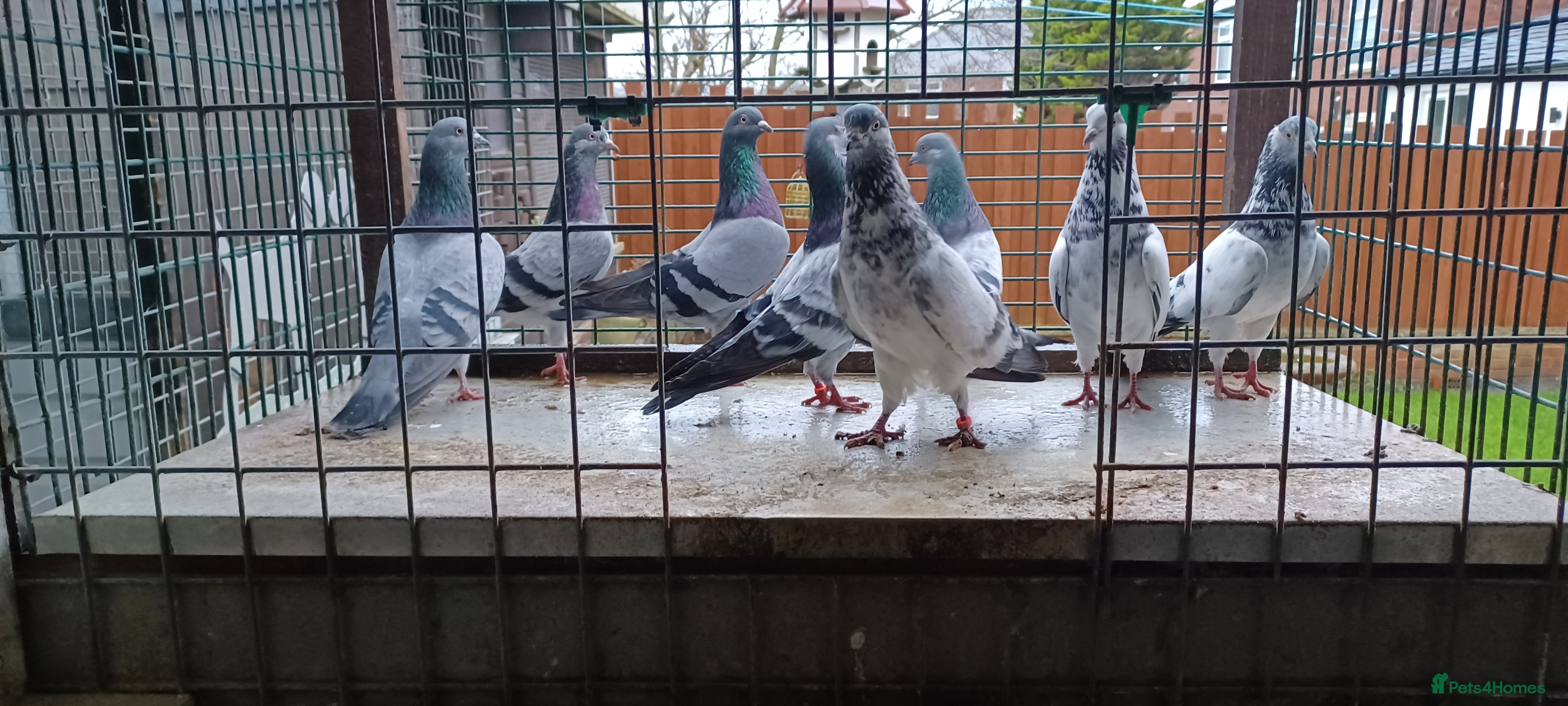 Pigeons birds 8 high flyers - Advert 8