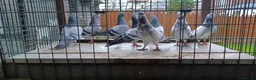 Pigeons birds for sale: 8 high flyers - Advert 1