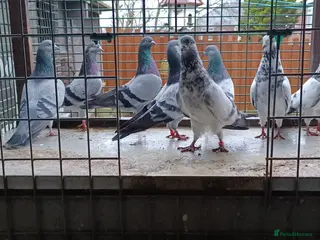 Pigeons birds 8 high flyers - Advert 8