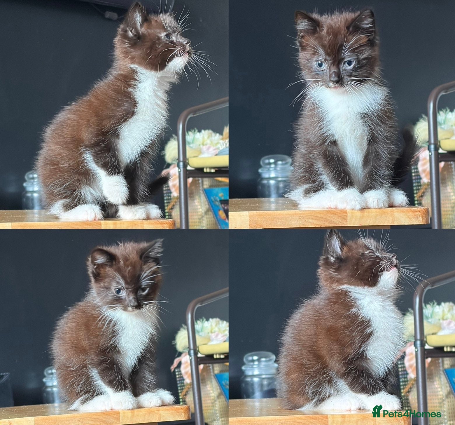 Mixed Breed cats Ragdoll X Domestic short haired READY TO GO - Advert 6