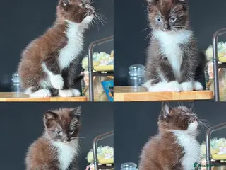 Mixed Breed cats Ragdoll X Domestic short haired READY TO GO - Advert 6