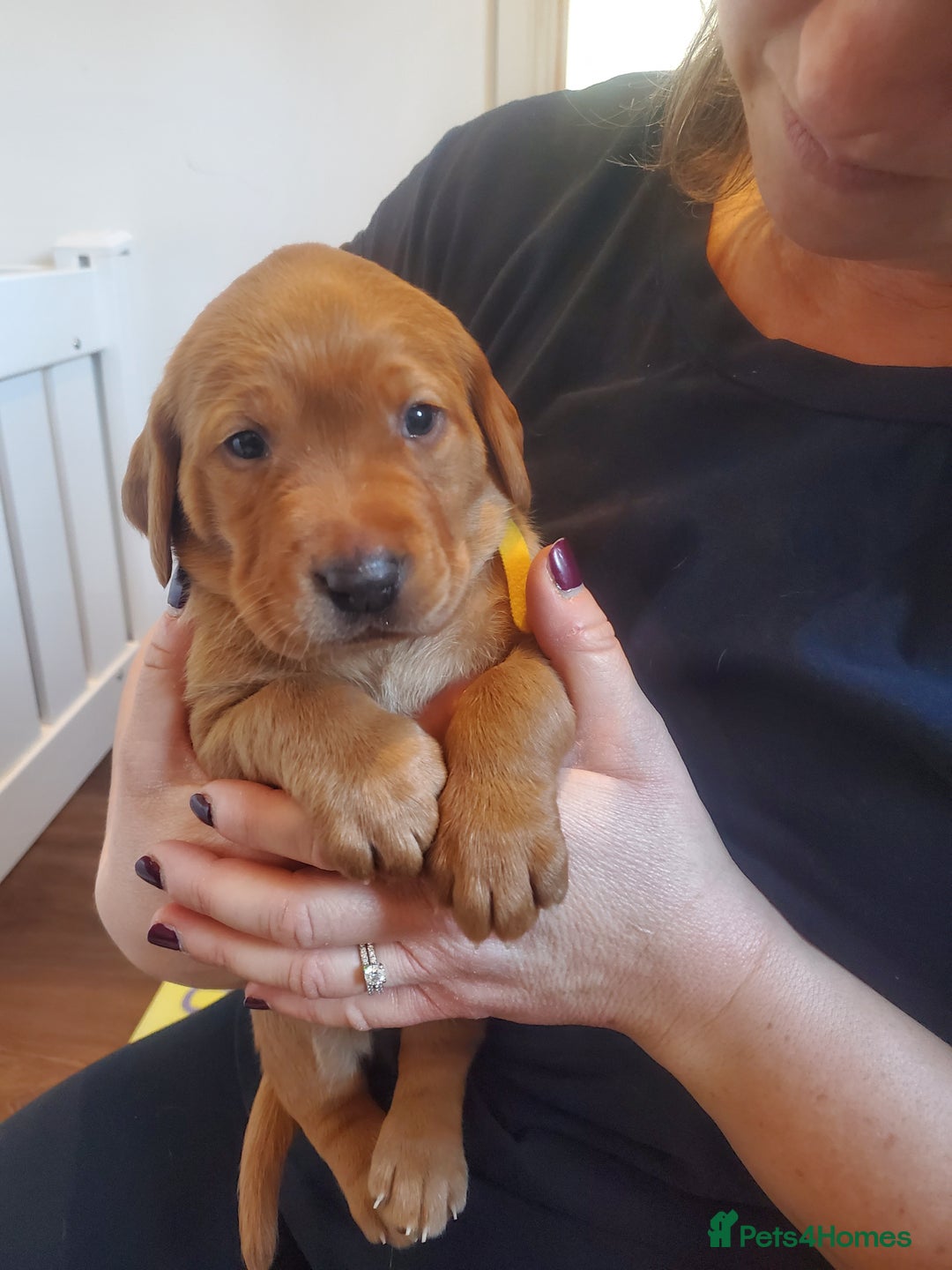 Labrador Retriever dogs for sale: Fox Red bitch pup available - Advert 1