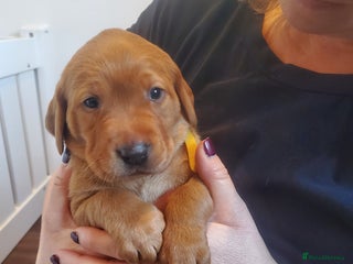 Labrador Retriever dogs Fox Red bitch pup available - Advert 1