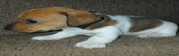 Jackshund dogs for sale: Miniature dachshund cross jack russell - Advert 13