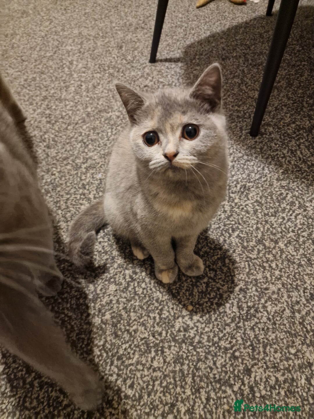 British Shorthair cats for sale: British shorthair kitties pure breed  in Sunderland - Image 3
