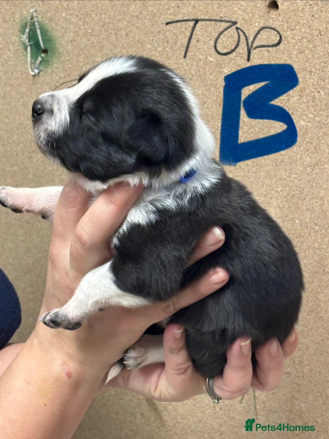 Border Collie dogs for sale: Border collie puppies - Advert 9