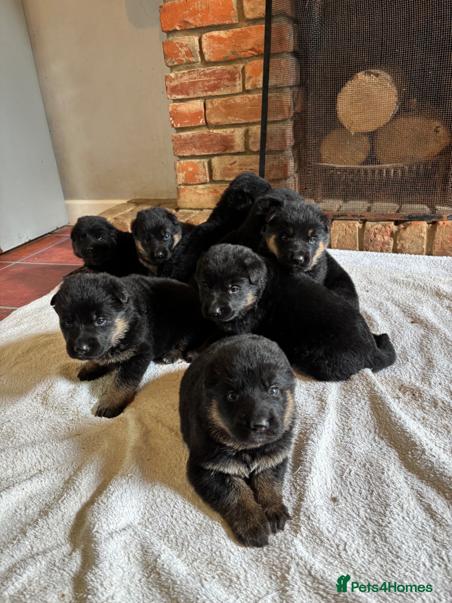 German Shepherd dogs Quality Litter of GSD Puppy’s @icepack - Advert 5