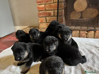 German Shepherd dogs Quality Litter of GSD Puppy’s @icepack - Advert 1