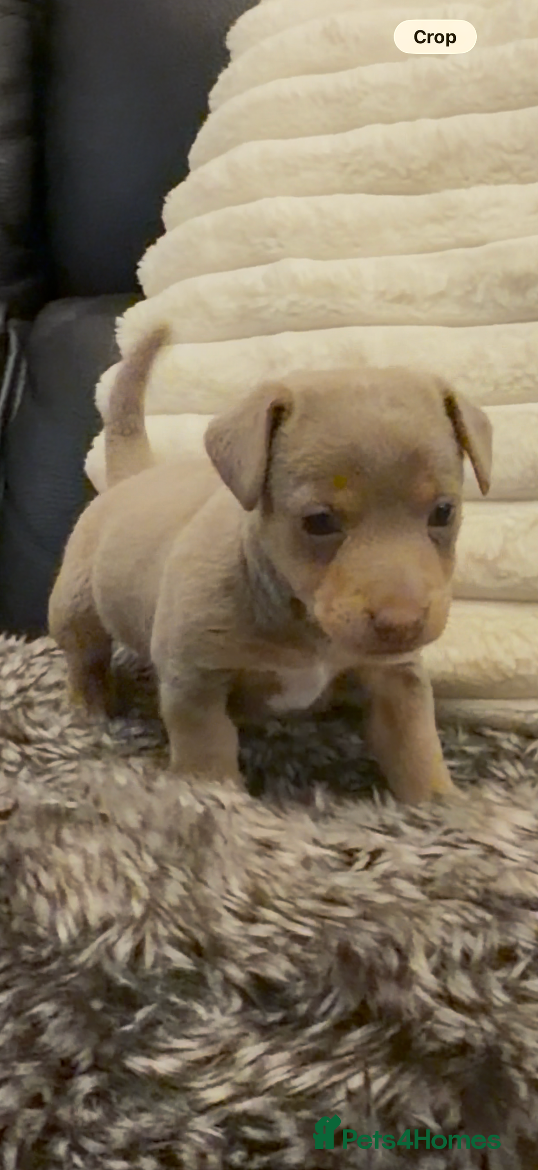 Jack Russell dogs for sale: Beautiful miniature lilac and tan boy  - Advert 10