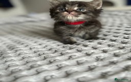 Maine Coon cats for sale: 🌟Adorable kittens now ready 4 forever home🌟 - Image 11