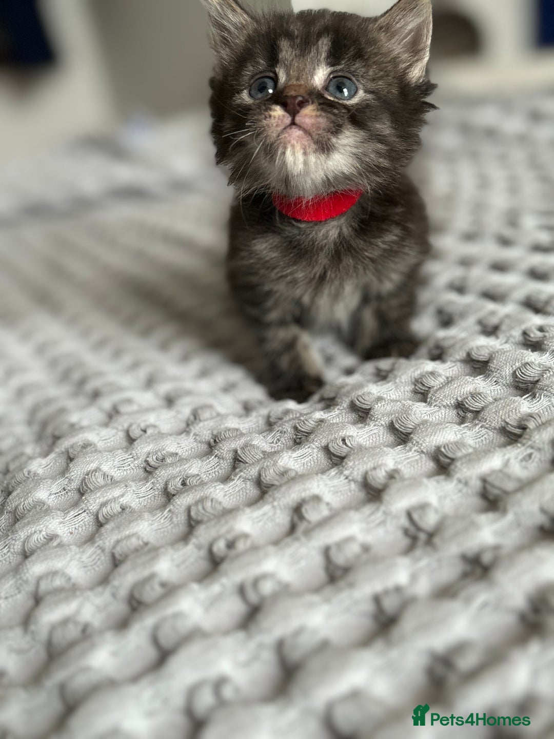 Maine Coon cats for sale: 🌟Adorable kittens now ready 4 forever home🌟 - Image 11