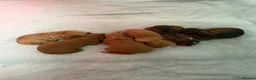 Cockapoo dogs for sale: F1 Cockapoo litter available  #DNA Health tested# - Advert 13