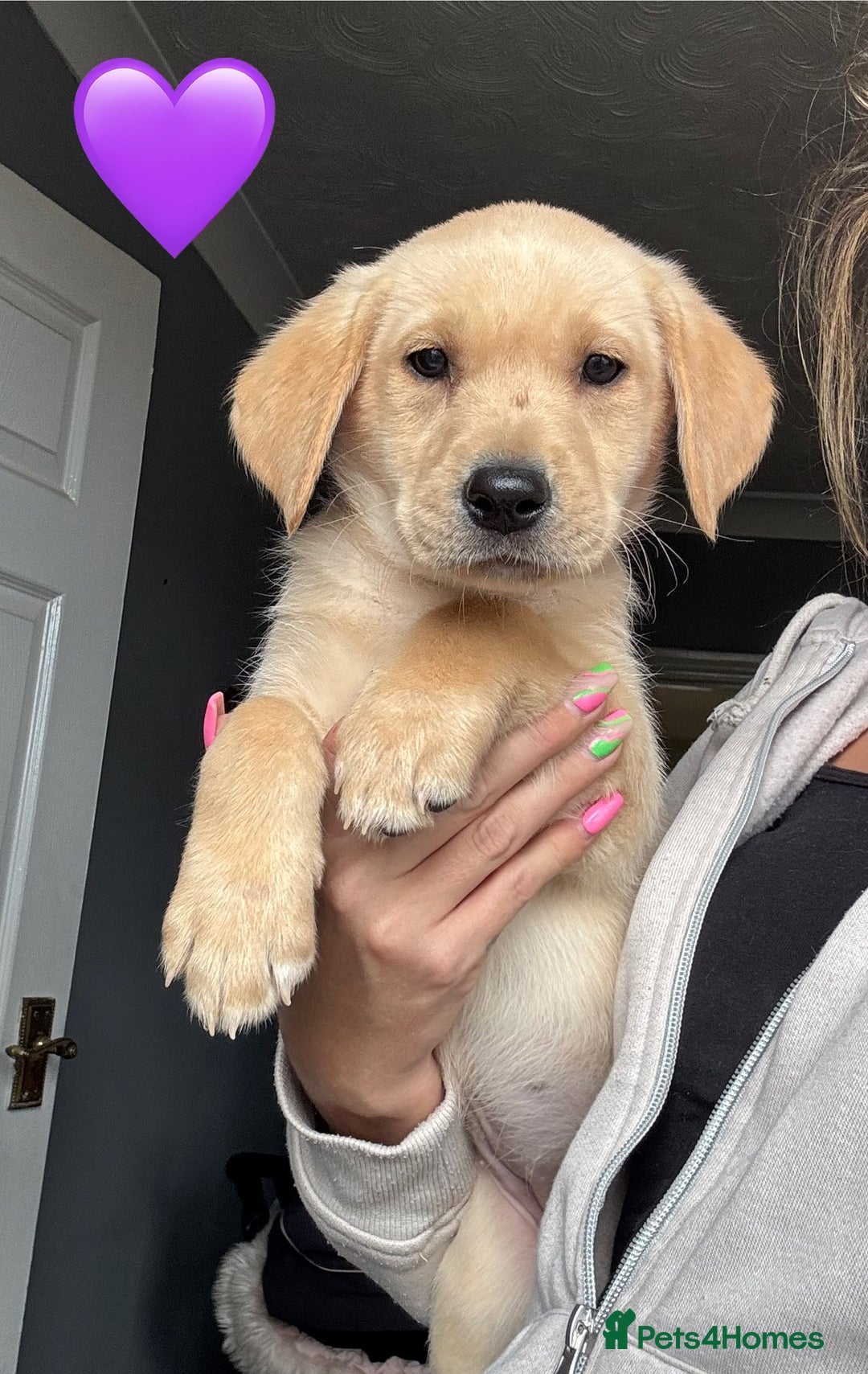 Labrador Retriever dogs for sale: Ready Now Outstanding Show Type Labradors🩷 - Image 3