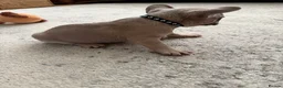 French Bulldog dogs for sale: 3 Gorgeous French Bulldog puppies  - Advert 23