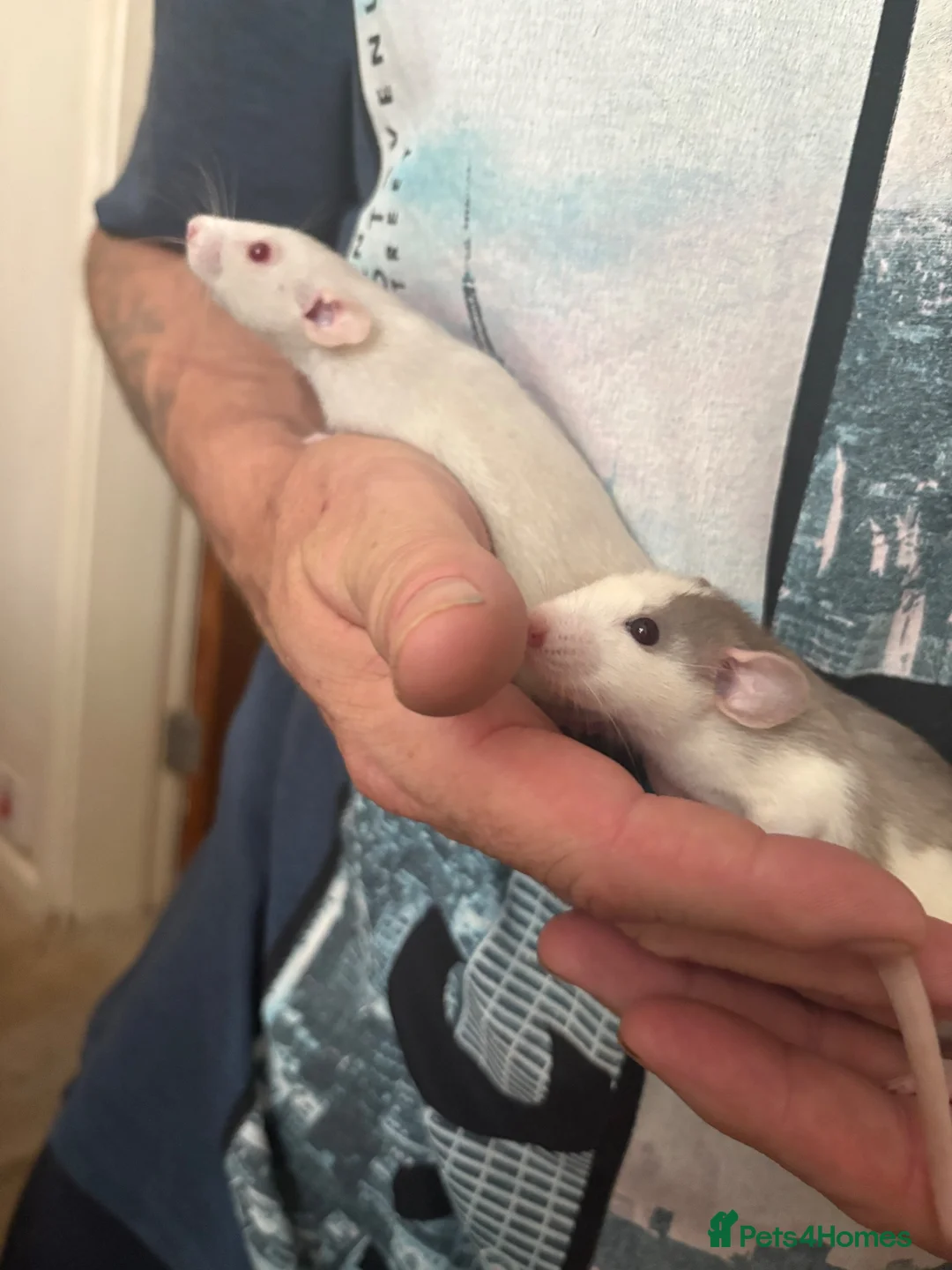 Rat rodents for sale: Baby rats - Advert 2