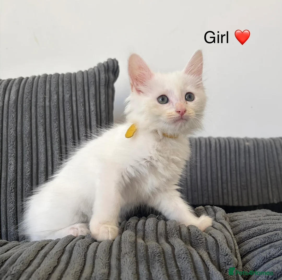 Mixed Breed cats for sale: Mixed Maine Coon - Advert 2
