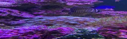 Other/Mixed Breed fish for sale: Marine fish, corals and equiptment for sale - Advert 9