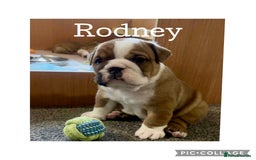 English Bulldog dogs for sale: English Bulldog puppies - Image 4