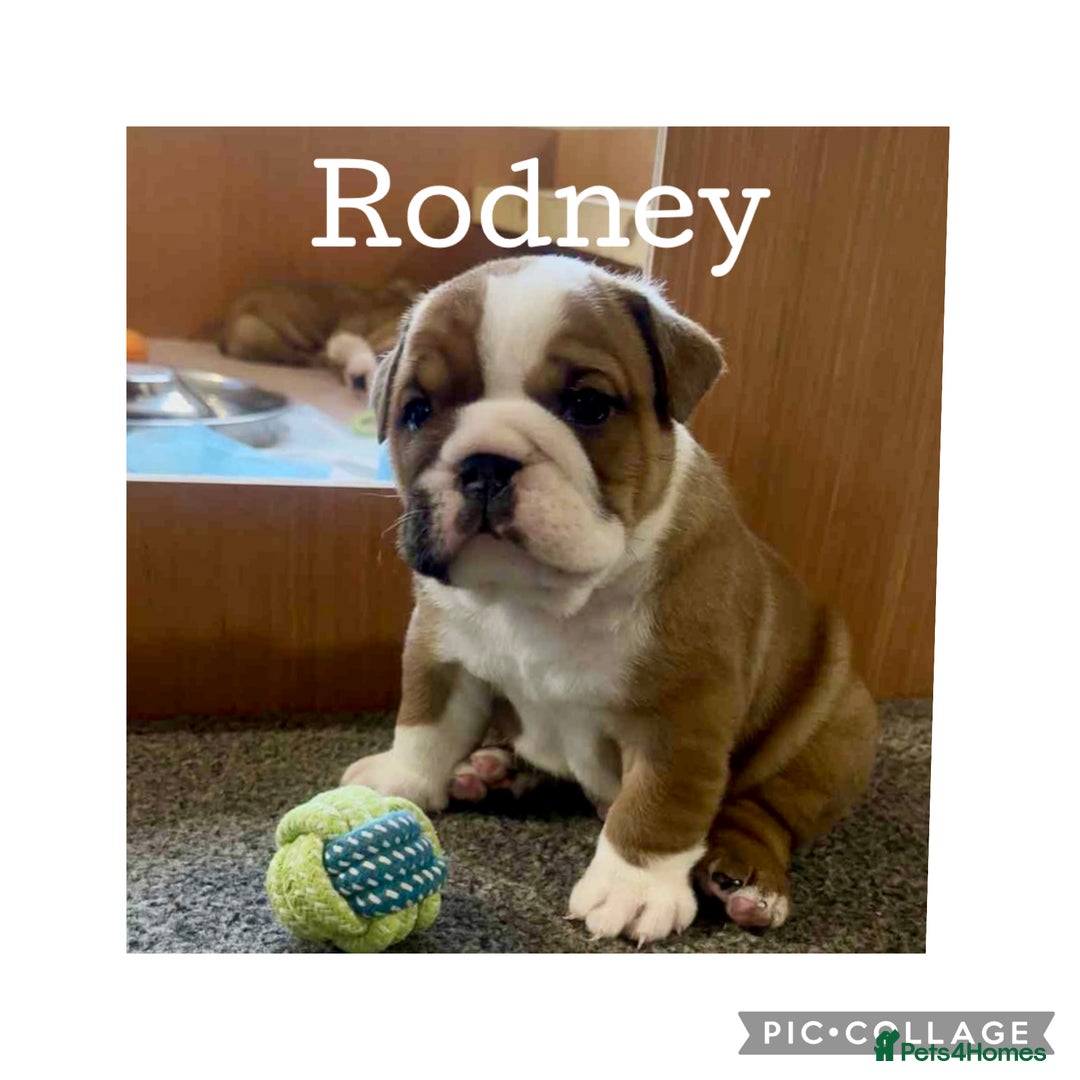 English Bulldog dogs for sale: English Bulldog puppies - Image 4