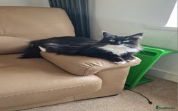 Mixed Breed cats for sale: Female Domestic Longhair - Image 6