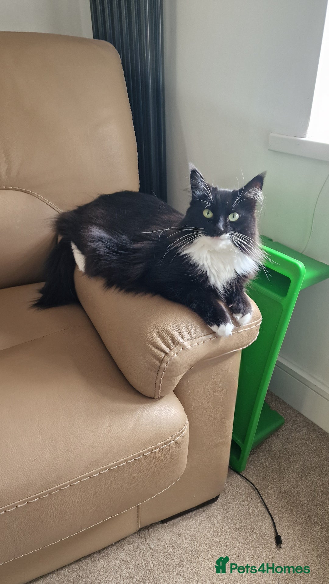 Mixed Breed cats for sale: Female Domestic Longhair - Image 6