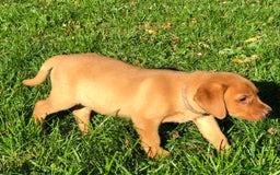 Goldador dogs for sale: Chunky red Goldadors, ready now  - Image 6