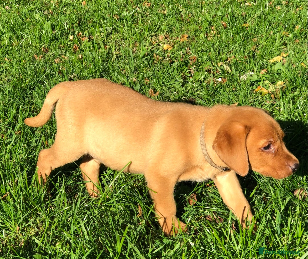 Goldador dogs for sale: Chunky red Goldadors, ready now  - Image 6