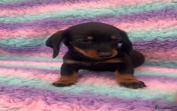 Miniature Dachshund dogs for sale: Miniature Dachshund Boys and Girls From £700 - Image 22