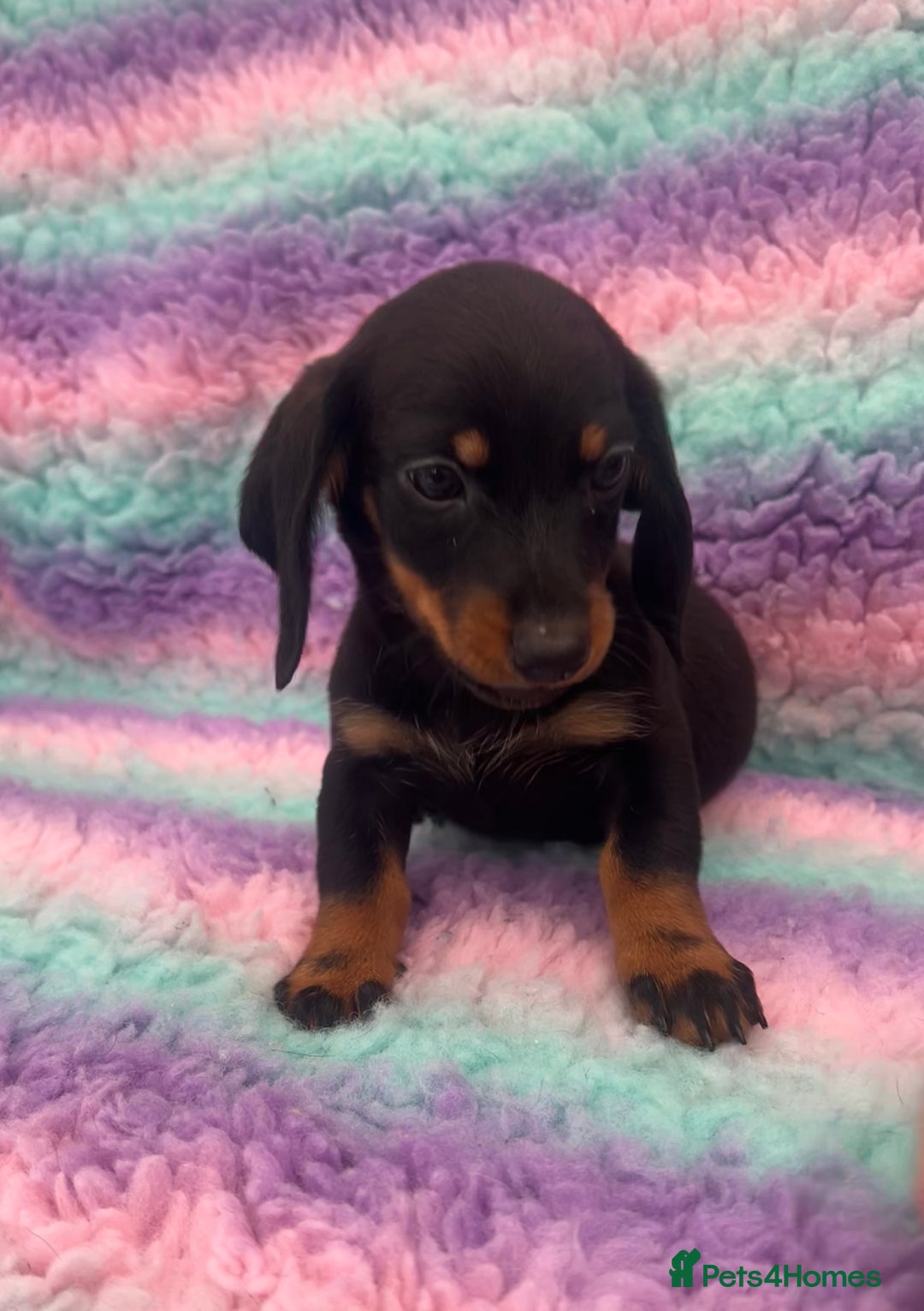 Miniature Dachshund dogs for sale: Miniature Dachshund Boys and Girls From £700 - Image 22