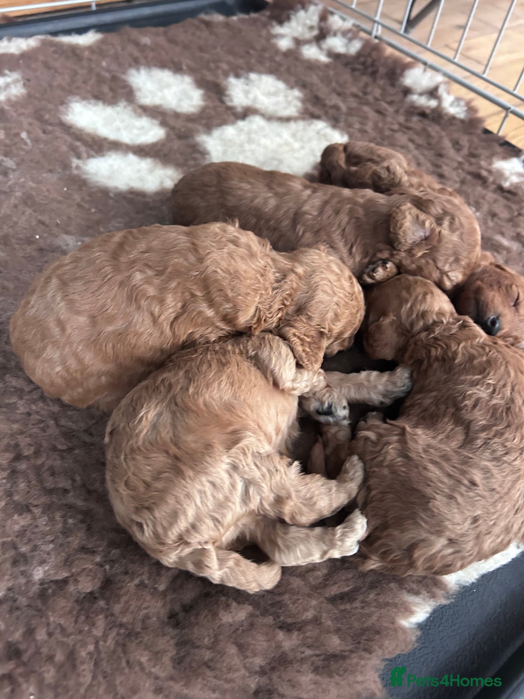 Miniature Poodle dogs for sale: Miniature poodles - Advert 21