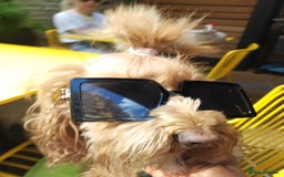 Cockapoo dogs for sale: Gorgeous F2 Cockapoo Puppies Available  - Image 9