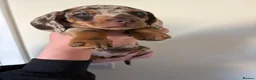 Miniature Dachshund dogs for sale: mini dachshund dapple pups  - Advert 13