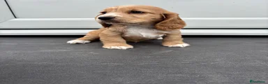 Cocker Spaniel 3