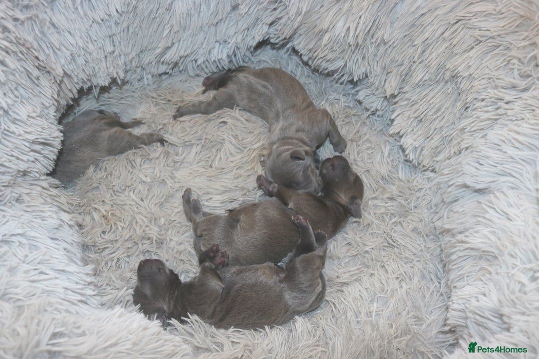 Staffordshire Bull Terrier dogs for sale: pure blue Staffordshire bull terriers - Image 4