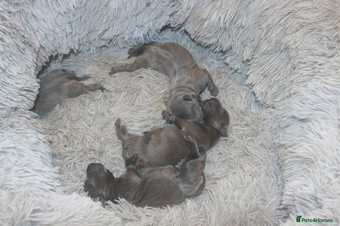 Staffordshire Bull Terrier dogs - Advert 9