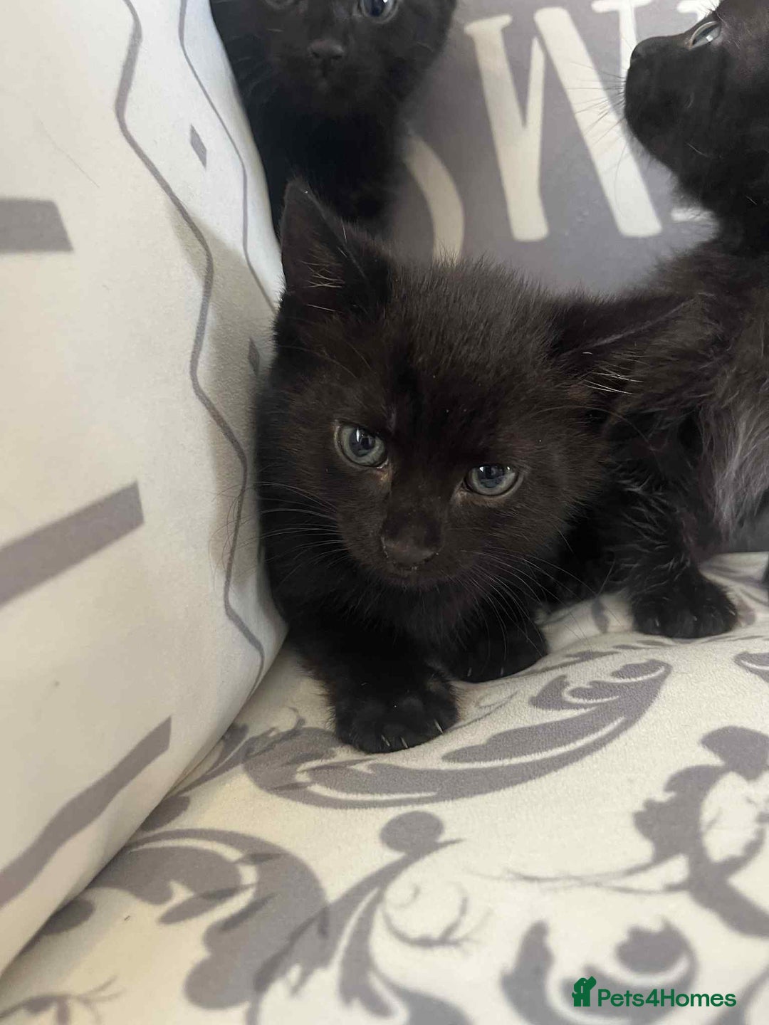 Mixed Breed cats for sale: Male kittens for sale  - Image 6